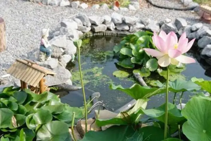 Hoa Sen