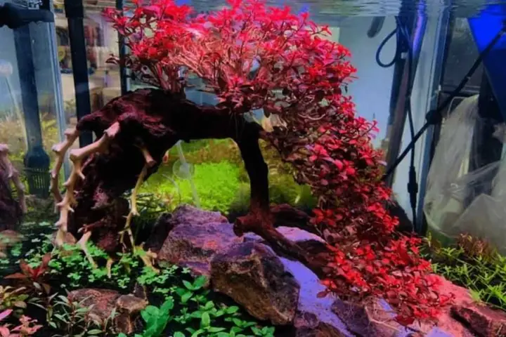 Diệp Hồng Tài Lá Đỏ