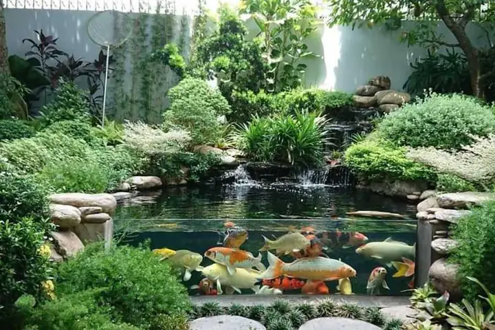 Một Số Lưu Ý Quan Trọng Khi Trồng Cây Trong Hồ Cá Ngoài Trời