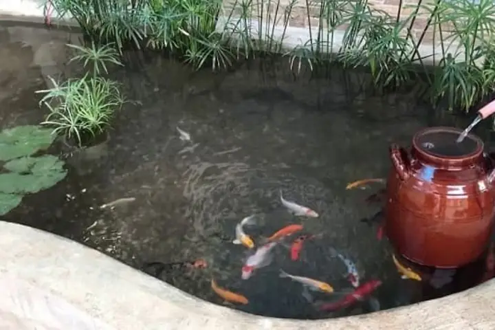 Cây Cỏ Nến