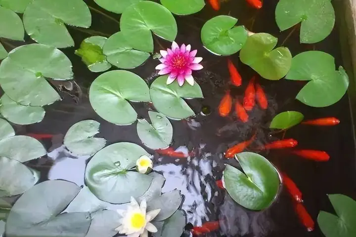 Hoa Súng