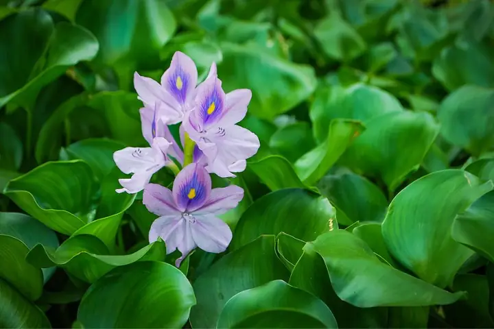 Cây Lục Bình