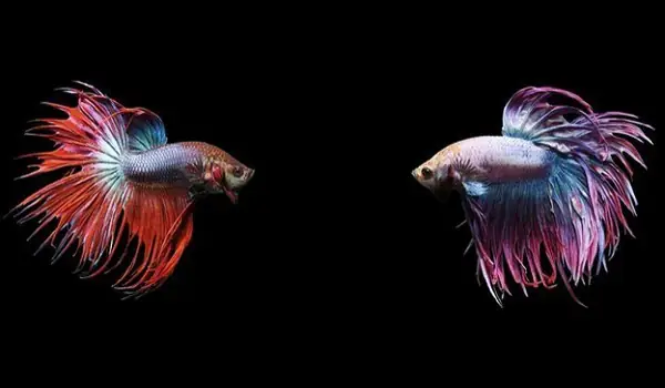 Cá Lia Thia Là Cá Chọi Bất Kể Giới Tính