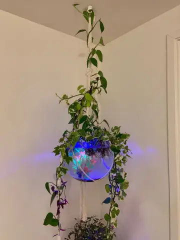 Chậu Cá Mini Giá Treo