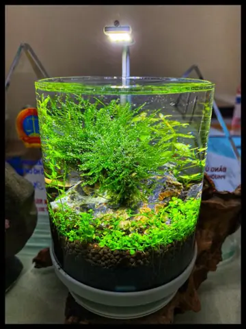 Chậu Cá Cảnh Mini Dạng Trụ Đứng