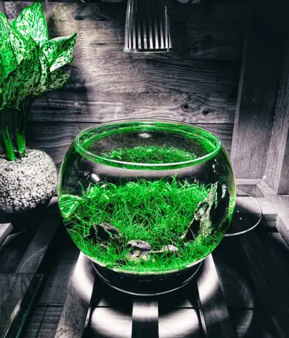 Tổng Hợp Các Mẫu Chậu Cá Thủy Sinh Đẹp Xuất Sắc Tại Việt Nam