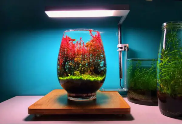 Tổng Hợp Các Mẫu Chậu Cá Thủy Sinh Đẹp Xuất Sắc Tại Việt Nam
