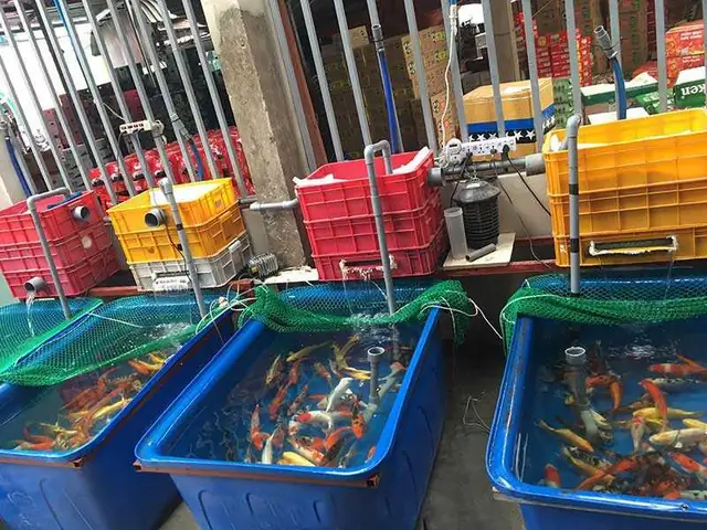 Cách Chăm Sóc Cá Cảnh Nuôi Trong Chậu Nhựa