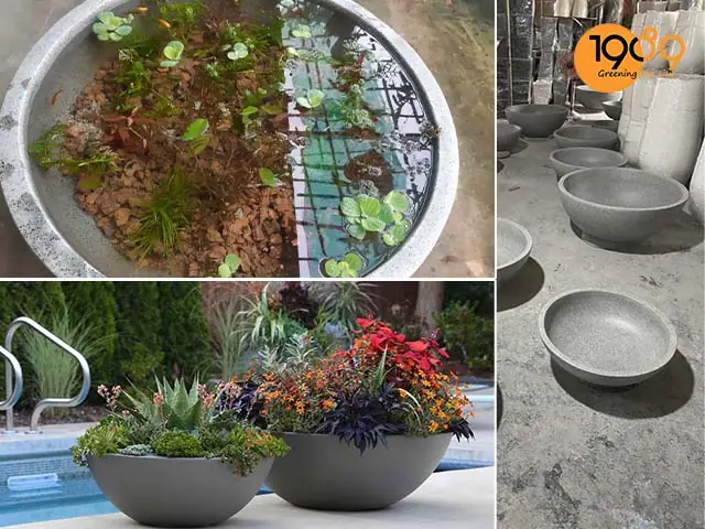 Chậu Tiểu Cảnh Nuôi Cá: Hợp Nhất Giữa Nghệ Thuật Sống Và Thiên Nhiên