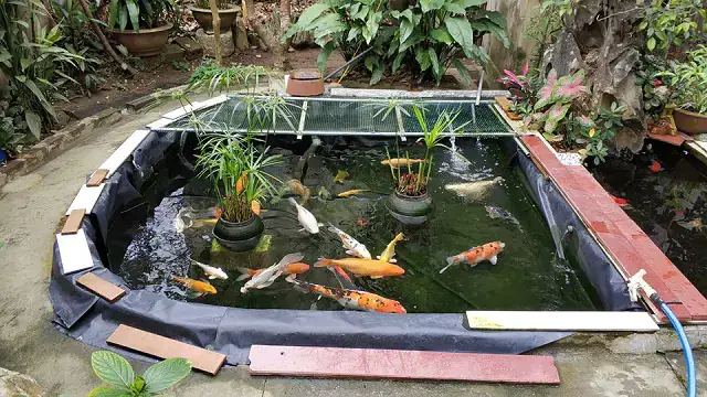 Lựa Chọn Đơn Vị Làm Hồ Cá Koi Uy Tín