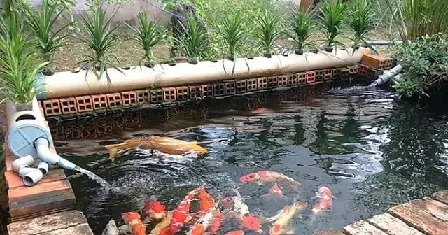 Chi Phí Cho Hệ Thống Lọc Hồ Cá Koi
