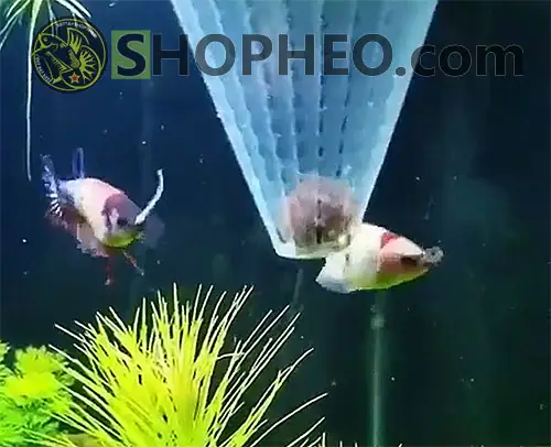 Cho Cá Betta Ăn Bao Nhiêu Là Đủ?