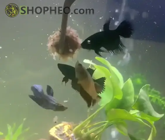 Lượng Thức Ăn Mỗi Lần Cá Ăn