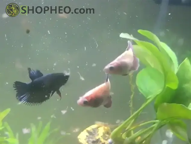 Quan Sát Mỗi Lần Cho Cá Ăn