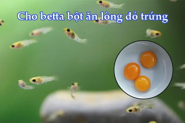 Cho Cá Ăn Lòng Đỏ Trứng Gà: Lợi Ích, Rủi Ro Và Cách Sử Dụng Đúng Cách