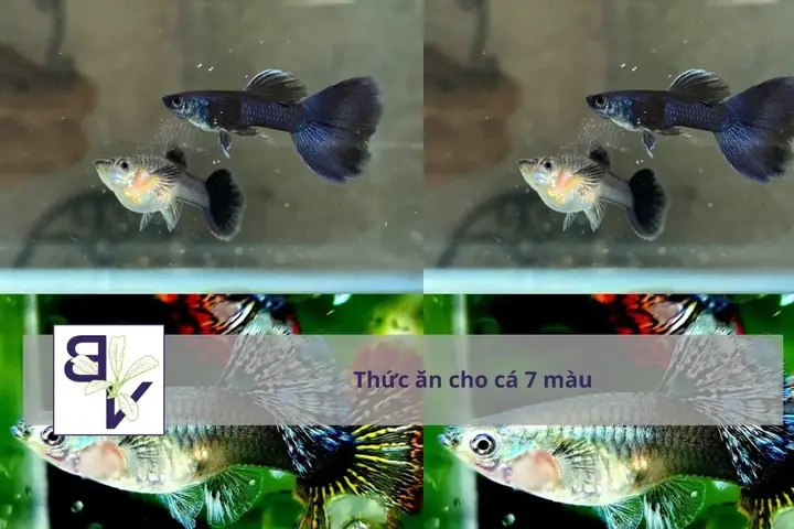 15 Loại Thức Ăn Cho Cá Bảy Màu (guppy) Giúp Lên Màu Đẹp – Lớn Nhanh – Không Ô Nhiễm Nước