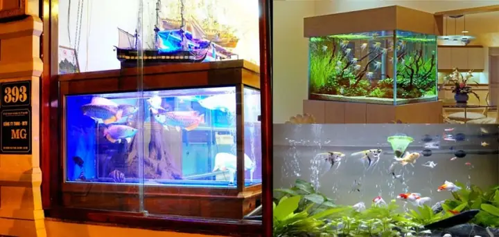 Chợ Cá Cảnh Vạn Phúc Hà Đông: Thiên Đường Thủy Sinh Giữa Lòng Thủ Đô