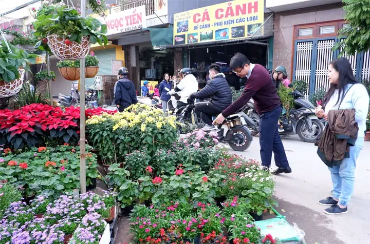 Chợ Cá Cảnh Vạn Phúc Hà Đông: Thiên Đường Thủy Sinh Giữa Lòng Thủ Đô