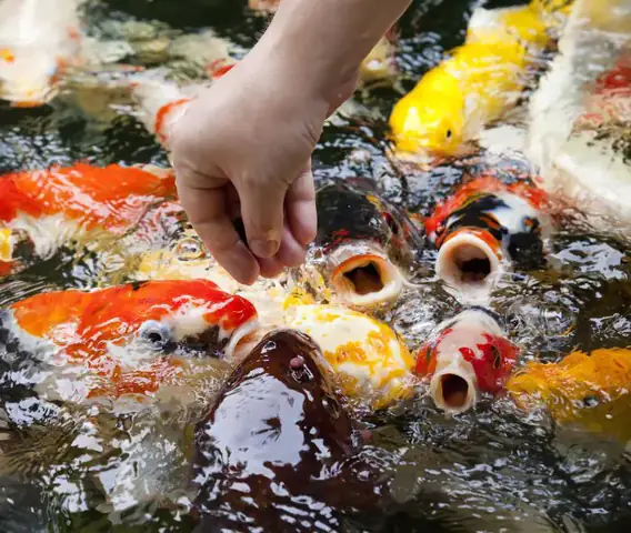 Liều Lượng Thức Ăn Cho Cá Koi Ăn Đúng Cách
