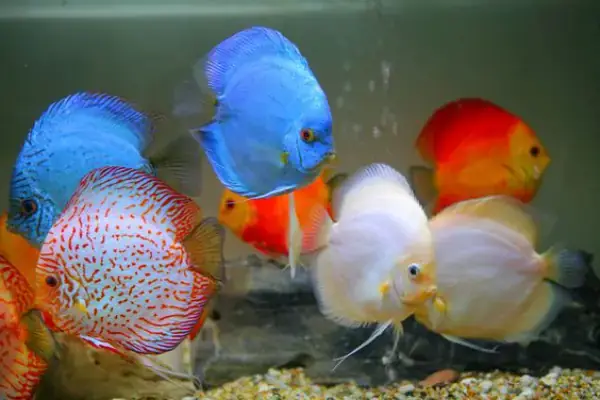 Lý Do Cần Cho Muối Vào Bể Cá Dĩa