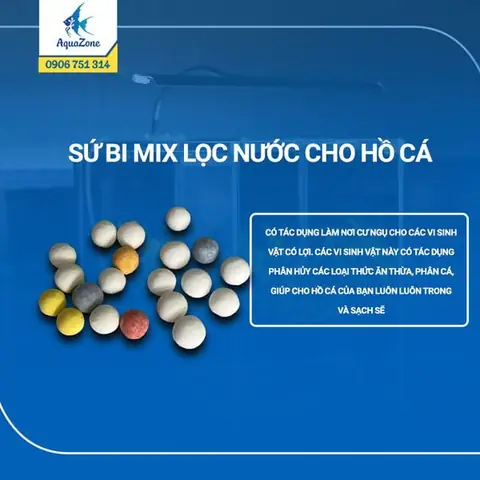 Hướng Dẫn Mua Bán Cá Cảnh Bình Dương: Kinh Nghiệm & Lời Khuyên Từ Chợ Tốt