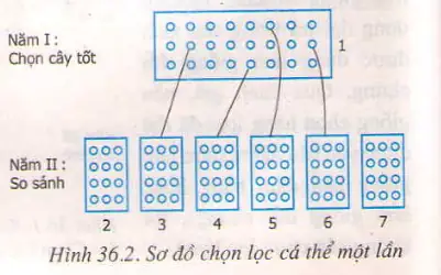 Chọn Lọc Cá Thể Phối Hợp Được Việc Chọn Lọc Dựa Trên Kiểu Hình Với Việc Kiểm Tra Kiểu Gen, Đạt Kết Quà Nhanh Nhưng Đòi Hỏi Theo Dõi Công Phu Và Chặt Chẽ.