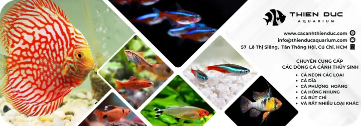 Nguồn Cung Cấp Cá Cảnh Giá Sỉ
