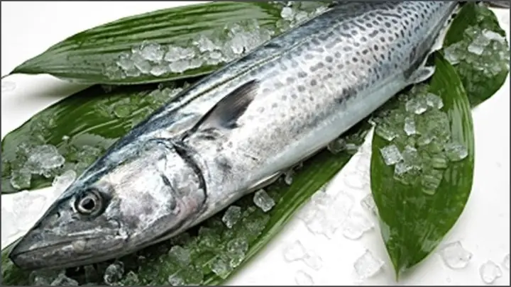 Có Bao Nhiêu Loại Cá Thu? Tổng Hợp Các Loài Cá Thu Phổ Biến Trên Thế Giới