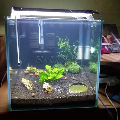 Thời Gian Bật Đèn Cho Bể Cá Mới Trồng Cây