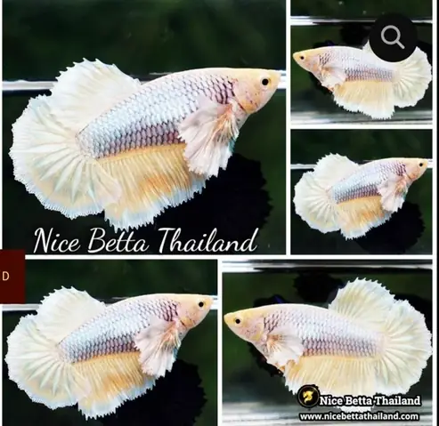 Con Cá Ba Đuôi: Cẩm Nang Toàn Diện Về Đặc Điểm & Cách Nuôi