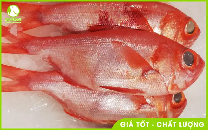 13 Loài Cá Màu Đỏ Đẹp Nhất: Nuôi Gì Cho May Mắn & Rực Rỡ?