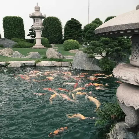 🗺️công Viên Cá Koi Nhật Bản – Rin Rin Park