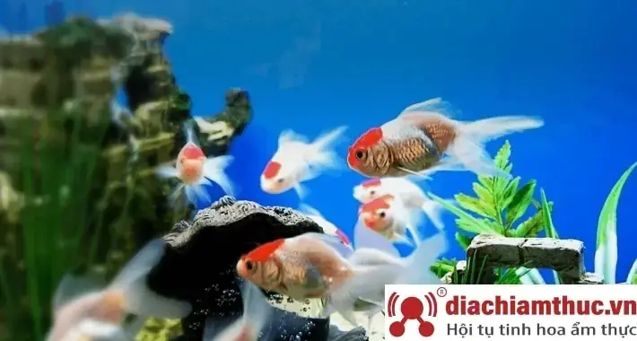 Tiêu Chí Lựa Chọn Cửa Hàng Bán Cá Cảnh Uy Tín
