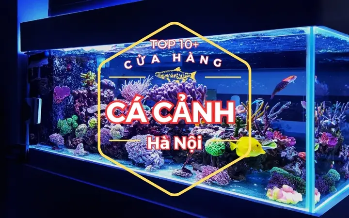 Top 5 Cửa Hàng Bán Cá Rồng Uy Tín Nhất Tại Hà Nội Cho Người Yêu Cá Cảnh