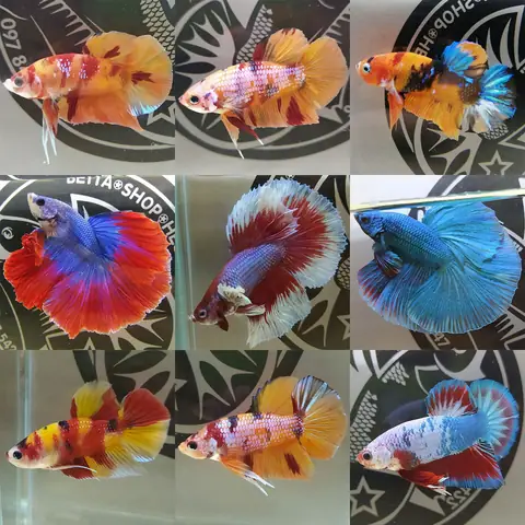 Thế Giới Cá Cảnh Thế Giới Cá Cảnh