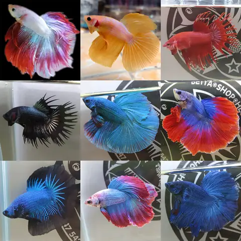 Thiên Hà Cá Betta Thiên Hà Cá Betta
