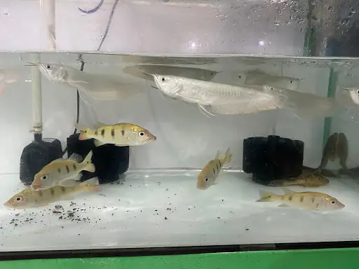 Cửa Hàng Cá Cảnh Châu Tống