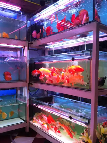 Cửa Hàng Cá Cảnh Dã Tượng