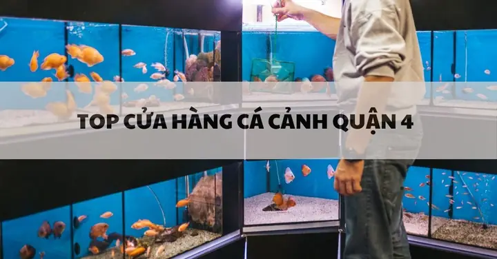 Top Cua Hang Ca Canh Quan 4