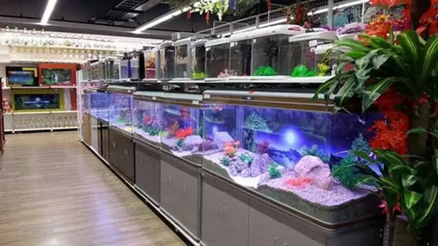 Hướng Dẫn Toàn Tập Về Cửa Hàng Cá Cảnh Quận Tân Phú: Tiêu Chí Chọn, Đánh Giá Aquatech Vn & Cách Chăm Sóc Cá Từ A-z