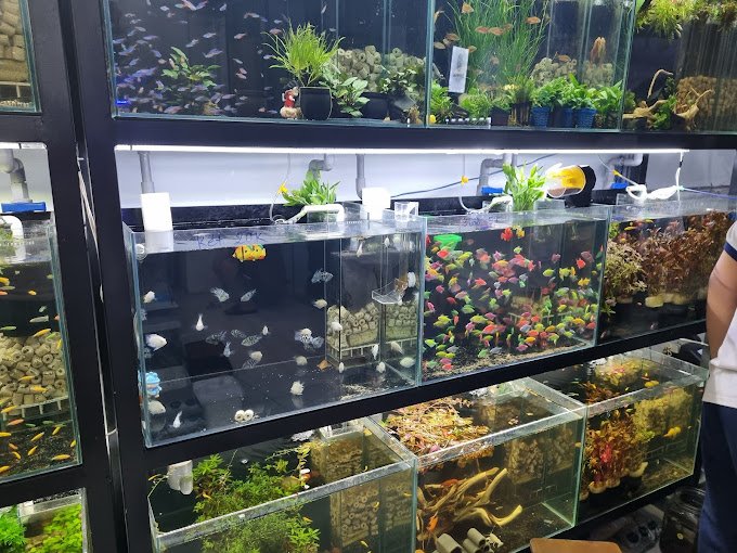 Chỗ Bán Cá Xiêm Ở TPHCM Uy Tín Cho Người Mới Chỗ Bán Cá Xiêm Ở Tphcm: Top 10 Địa Chỉ Uy Tín Nhất 2026