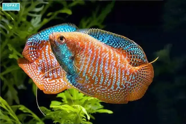 Điểm Cộng Của Cửa Hàng Cá Cảnh Thiện Phát