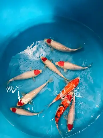 Thái Hòa Koi