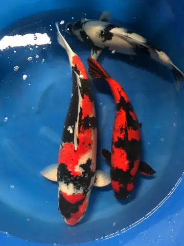 Siêu Thị Cá Koi Vn