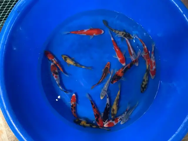 Koi Bác Hường - Shop Bán Cá Koi Chuyên Nghiệp