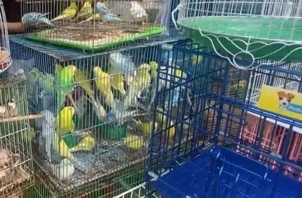 Tp.hcm Kiểm Tra Cửa Hàng Chim Cảnh Nổi Tiếng, Tạm Giữ 341 Cá Thể Không Có Hồ Sơ Nguồn Gốc