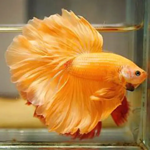 Nuôi Trống Giống