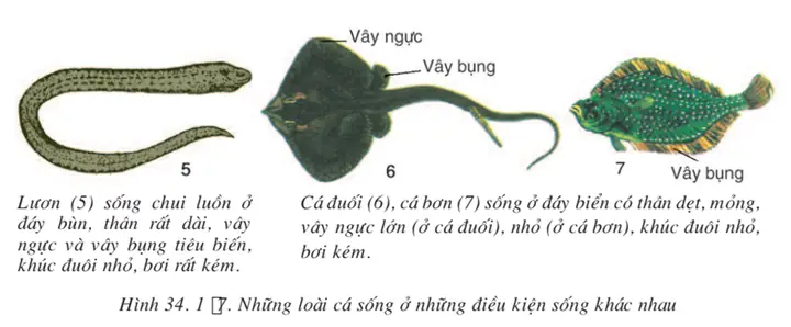 Lý Thuyết Sinh Học 7 Bài 34: Đa Dạng Và Đặc Điểm Chung Của Các Lớp Cá Hay, Ngắn Gọn