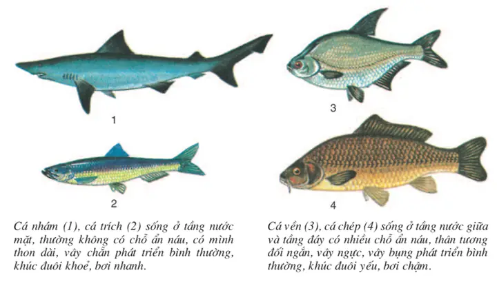 Lý Thuyết Sinh Học 7 Bài 34: Đa Dạng Và Đặc Điểm Chung Của Các Lớp Cá Hay, Ngắn Gọn