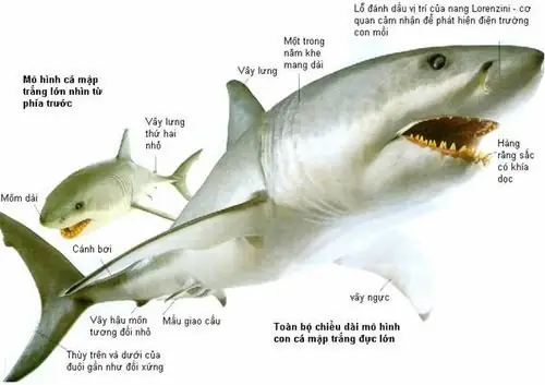 Đặc Điểm Của Cá Mập: Khám Phá Thế Giới Hung Thần Đại Dương